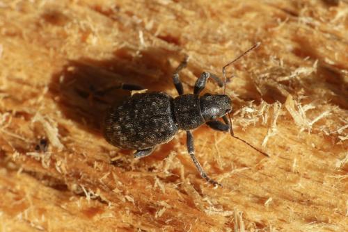 Brachyderes incanus